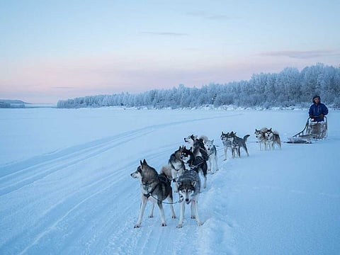 Shaman Huskies was created by Jussi Holck in his quest to stay close to two things he loved best, nature and his huskies