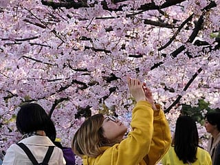 Japan cherry blossom festivals cancelled as coronavirus fears grow