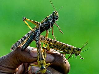 Pakistan struggles to combat devastating locust plague