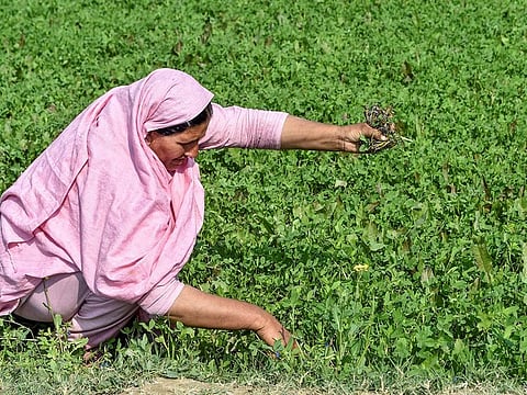 Pakistan is working on a project to use locusts as fertilizers for the benefit of local communities.