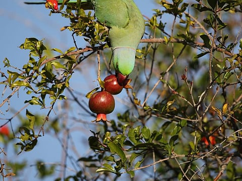 A Rose-ringed Parakeet is enjoying a meal out of Pomegranate fruit in a hill garden (Hatta Hill Park)