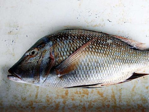 The capture fishery production in the kingdom has stood at an average of 68,000 tons during the last two years.