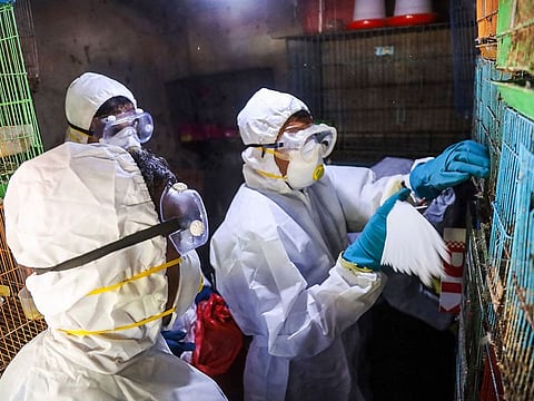 Health officials inspect birds for confirmation of Bird Flu at a farm in Vengeri, Kozhikode, on March 8, 2020.