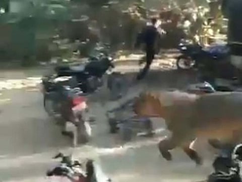 Video of a lion running in a village in Gujarat, India was posted online