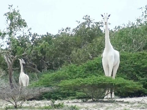 The rare white giraffe and her calf taken on May 31, 2017, in Garissa county in North Eastern Kenya.