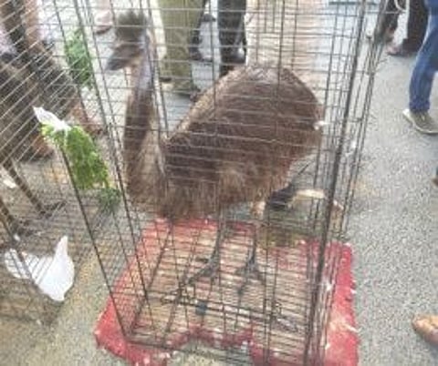 379 dangerous animals seized in Sharjah