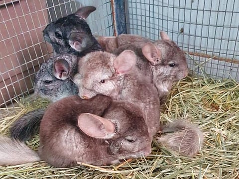 146 birds and animals subject to an attempted smuggling bid in UAE