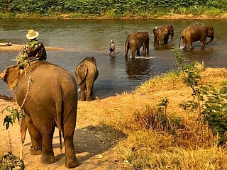 COVID-19 effect: As tourism plummets in Thailand, elephants are out of work