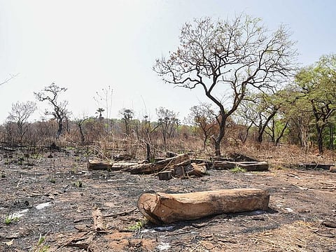 Scattered rosewood logs are seen on scorched earth at an area harvested for timber in the Outamba-Kilimi National Park in northwest Sierra Leone on March 12, 2020.