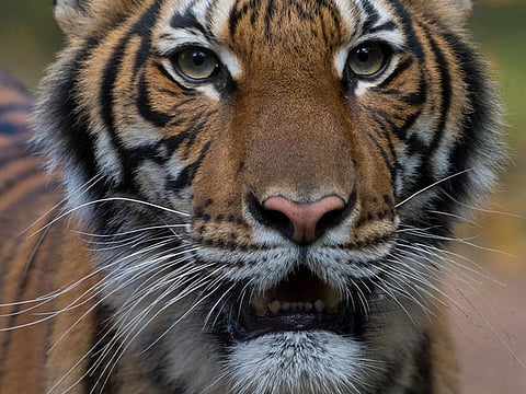 Nadia, a 4-year-old female Malayan tiger at the Bronx Zoo, that the zoo said on April 5, 2020 has tested positive for coronavirus