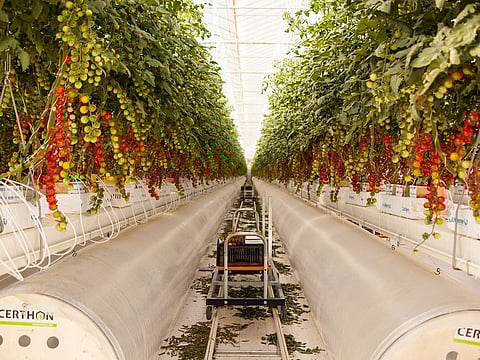 Food security is an immediate priority and funds are chasing such investments in the UAE and Gulf. The Pure Harvest operated farm in Abu Dhabi.