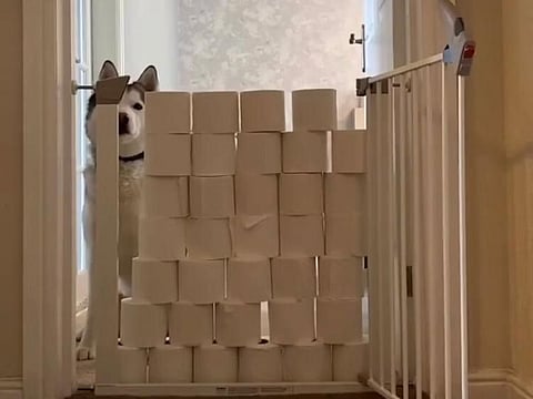 New #toiletpaperchallenge takes Instagram by storm