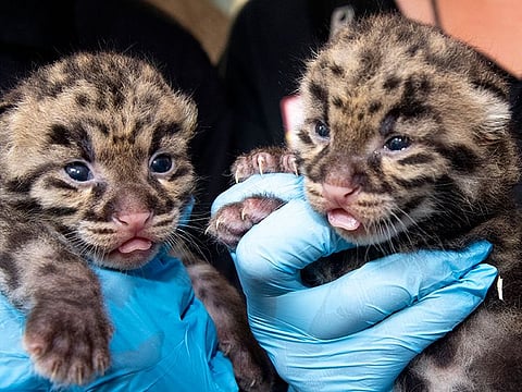 Newborn clouded leopards are held by a staff member for their neonatal exams at the zoo in Miami.