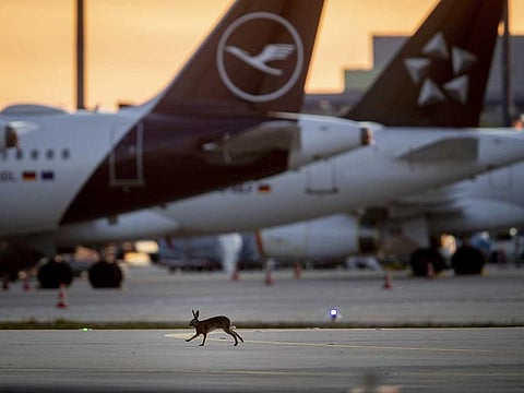 A hare runs along grounded Lufthansa planes at the airport in Frankfurt, Germany. Due to the coronavirus Lufthansa had to cancel 95 percent of its flights. (AP Photo/Michael Probst)