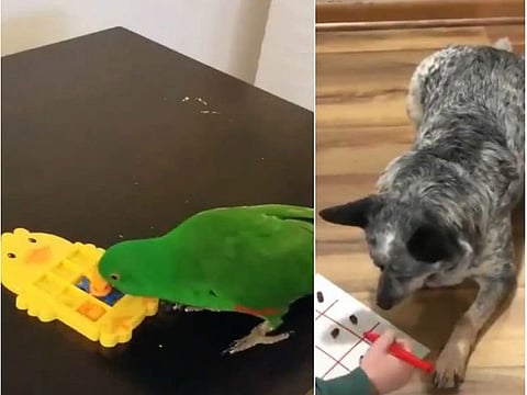 Pets play #TicTacToe challenge