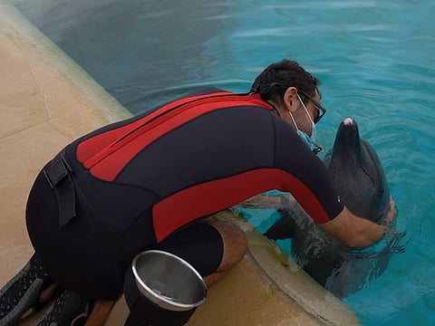 Atlantis Dubai’s marine animals