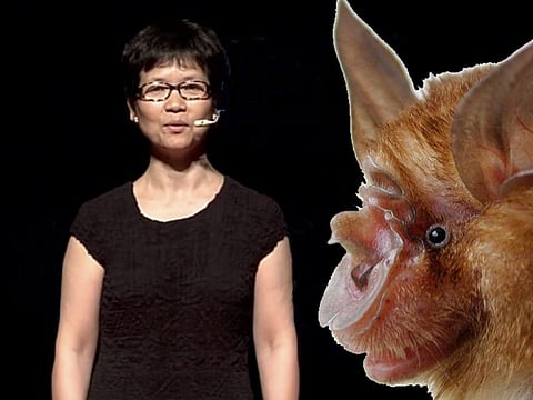 ADMIRED, MALIGNED: Prof. Shi Zhengli gained the epithet as Chinese "Bat Woman" (inset, a horseshoe bat). She's been credited for her pioneering work in the discovery of SARS (in 2005).