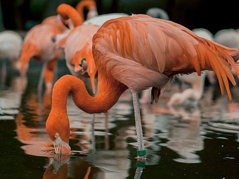 Flamingos turn wetland pink as, India stays under lockdown from COVID-19