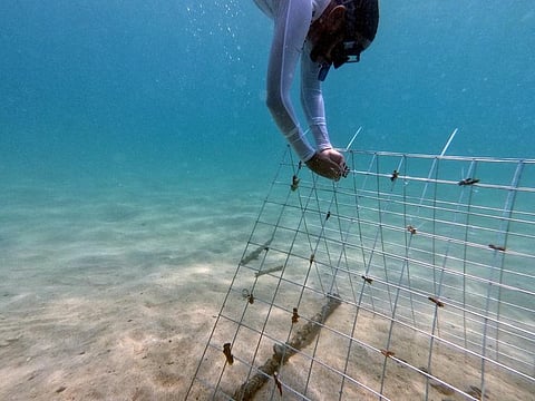 Coral Reef restoration work being done off Sir Bu Nair Island in UAE