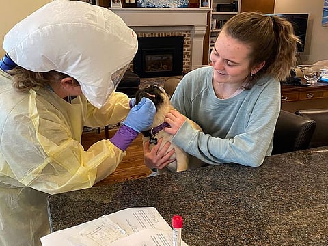 A pug who has preliminarily tested positive for the coronavirus, getting swabbed while Sydney McLean, right, holds him.