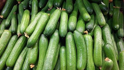 Cucumbers from the hydroponic farm