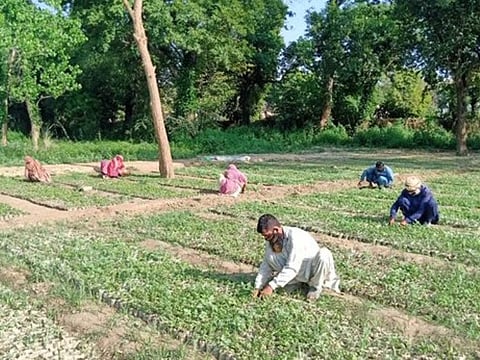Labourers help in planting billions of trees across the country to deal with climate change threats.