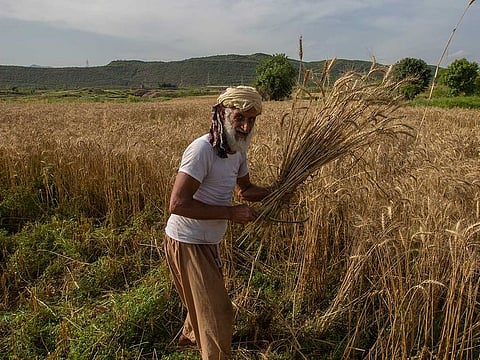 Pakistani villager Zameer Jan harvests his crop due to the unavailability of daily wage laborers, during a government-imposed nationwide lockdown to help contain the spread of the coronavirus, in the suburbs of Islamabad, Pakistan, Thursday, April 30, 2020.