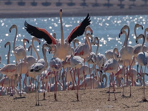 File photo of Al Wathba Wetland Reserve in Abu Dhabi for illustrative purpose only