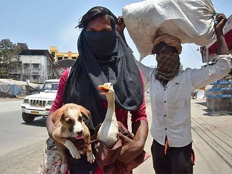 There was no question of leaving their pets behind, for these migrant workers