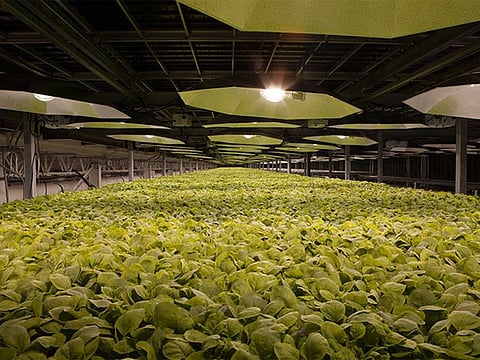 Tobacco plants cultivated for vaccine development at the Kentucky BioProcessing facility.