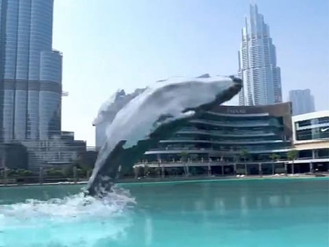 Dubai Mall posted a video on May 17, showing a whale as it swam in the Dubai Fountain.