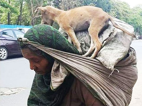 Indian migrant worker carries tired pet on her shoulders