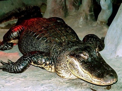 The Mississippi alligator "Saturn" in Moscow Zoo.