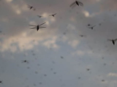 Swarms of locust (grasshoppers) attack north Dubai  evening around 6.45 pm swarms of grasshoppers appeared from Jabel Ali side moving towards interior Dubai 
Reader Photos Narendra Korlekar