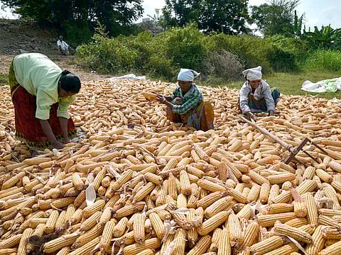 Farmers arrange the harvested maize for drying in the sun at an agricultural field during the ongoing lockdown, in Vijayawada on Saturday.