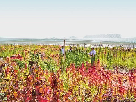 A quinoa field at International Center for Biosaline Agriculture’s headquarters at Dubai Academic City