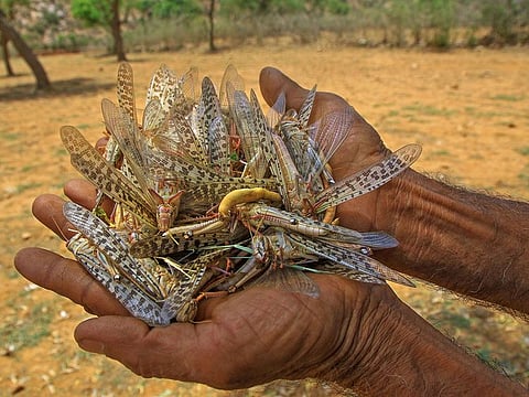 Dead locusts at a farm after pesticide spraying by Rajasthan Agricultre department team on locust swarms in Jarmunda Village, Jamva Ramgarh Tehsil of Jaipur district, Friday, May 29, 2020.