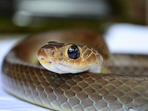 Family members at a Meerut household were shocked to discover 40 baby snakes when they lifted the cover of the air-conditioner at home. Picture for illustrative purposes.