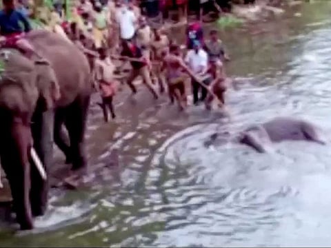 People pull the body of a dead pregnant elephant out of the water, after the animal was allegedly fed with firecracker-stuffed pineapple and died, in Kerala, India, May 27, 2020.