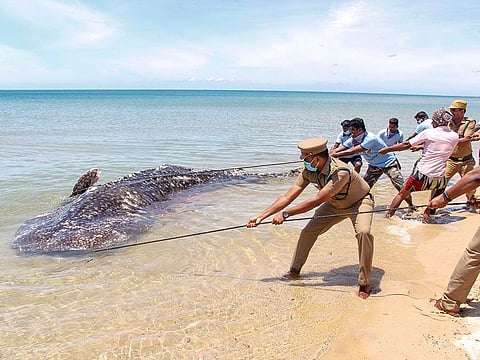 Officials and locals pull the carcass of a male whale shark washed ashore at Aatrangarai in Ramanathapuram district, Tamil Nadu.