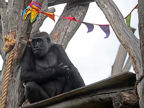 Mjukuu in the gorilla enclosure at London Zoo which is facing a fight to survive due to the financial constraints brought on by the lockdown.