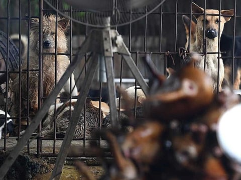 Dogs are kept in a cage at a slaughterhouse in Hanoi.