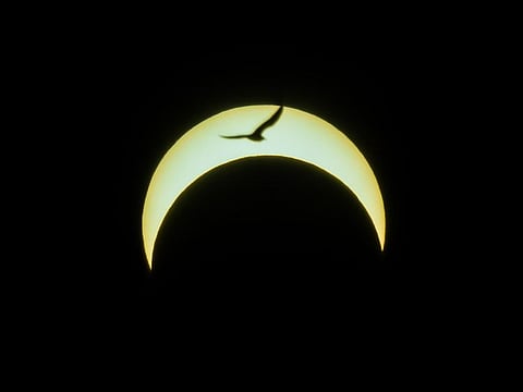A seagull passes by the solar eclipse as seen from the Al Thuraya Astronomy Centre in Dubai on December 26, 2019