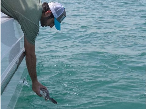 The Dubai Crown Prince shared posts releasing sea turtles in the ocean