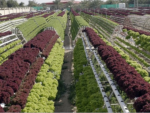 Modern vegetable farming in the UAE