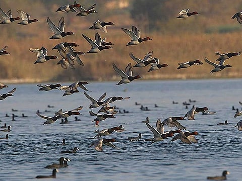Migratory birds flock to Pakistan