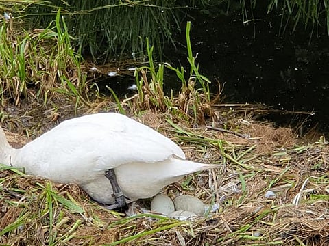 Swan dies of 'heartbreak' after teens destroy her nest and kill her unborn cygnets in the UK