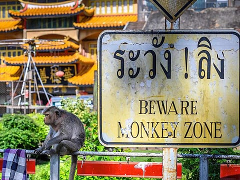 This picture taken on June 20, 2020 shows a longtail macaque sitting next to a sign reading "Beware monkey zone" in the town of Lopburi, some 155km north of Bangkok.