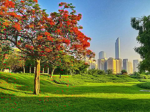 Abu Dhabi greenery and urbanity