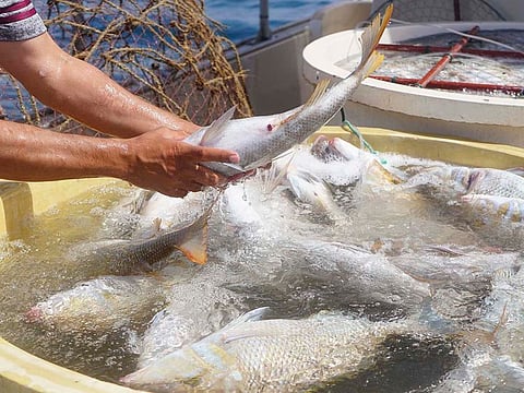 The salted fish industry, which is one of the oldest industries in the UAE, was invented by ancestors in order to preserve edible fish stocks for a period of time. Picture of fish used for illustrative purpose only